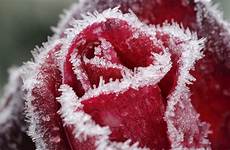 rose roses winter frost wallpaper flower red beautiful desktop wallpapers snow background flowers ice preparing just when edible protection everything