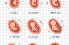 embryo embrio infographic following fetal
