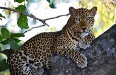 animals tropical rainforest list animal rainforests leopard species tree leopards