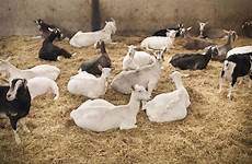 breeding livestock apocalomegaproductions goats