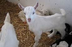 kidding goat goats step labor delivery guide offthegridnews off grid cure could come choose board