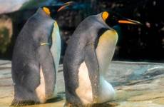 zoo penguins ping couple skipper pinguine hatch hatched pinguin brut aufgeplatzt berliner beendete schwules königspinguine rechten deutlich pinguins faz