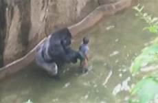 gorilla zoo save boy death killing dead mother enclosure animals who fell cincinnati critics shot into