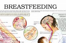 breast breastfeeding anejo pediatrics