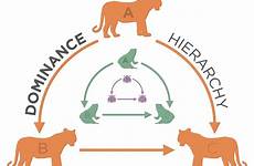 dominance biologist hierarchies