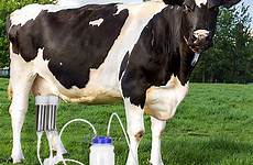 cow milking milker vacuum teat sheep
