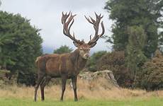 stag red mature