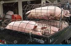 cage pigs bali transport indonesia asia preview meat