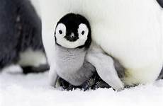 penguin emperor antarctic cordier sylvain naturepl animal