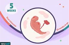 week weeks pregnant pregnancy baby gif symptoms development verywellfamily mariner verywell bailey