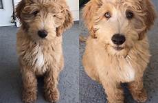 labradoodle goldendoodle goldendoodles labradoodles grooming duncan wavy labradoodlemix curly