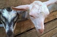 goats petting