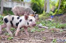 baby pigs pig outdoors stock livestock farm sex shutterstock footage walking cute