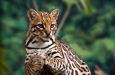 ocelot pantanal shutterstock tree wildlife resting credit