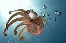 octopus oktopus mollusk cephalopods oktopusse tiefsee tentacles britannica cephalopod animal seaart genus aus tentakel ringed