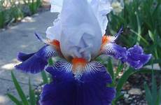 garden stripes forever iris