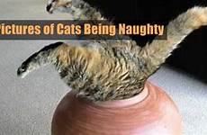 naughty cats being