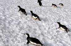 penguin penguins adelie adaptations ice antarctica fact tobogganing snow pygoscelis adeliae facts their move chinstrap wildlife file quick go ground