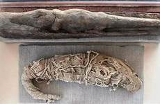 mummified egypt crocodile saqqara mummies archaeologists afp