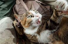 cat acting strange vacation come why after scratch disease istock via