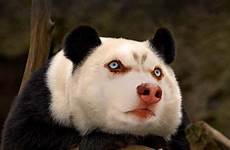 panda husky