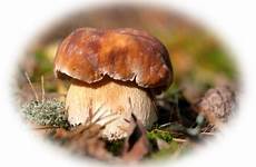 champignon champignons soins mespetitsbonheurs74