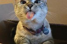 blowing raspberry cat cats funny meow irl instagram nala away when memes cute walk animal lolcats visit lol animals