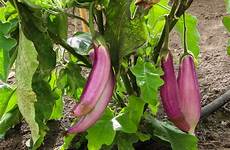 plant eggplant eggplants garden per yield many grow eco