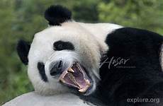 panda teeth pandas adaptations behavioral giant physical bears china bear jaw bamboo carnivore yawning animal showing wolong explore look bulldog