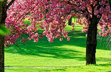 printemps fleurs magnifique ordinateur ecran cerisier arbres belles champs oiseaux magnifiques cerisiers avril bonjournature arbre fonds paysages fleuri gratuites tablette
