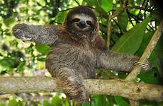 sloth life sloths toed three costa rica busy inner rainforest perezoso look lazy who animal animals does america south juvenile