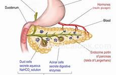 pancreas exocrine endocrine gland both diagrams glands organs langerhans mikrora