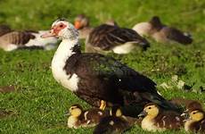 muscovy duck geese