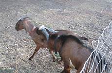 mating goats officially season enthusiastic bit away too right