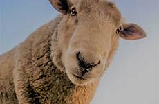 sheep staring camera sermon rebecca stupid davis joy useless disgusting nothing feel make september march 2021 posted