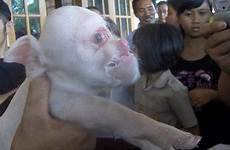 babi anak wajah lahir dilahirkan dengan aneh belum kerabat sengal napas induknya