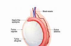 testicle testicular testicles penis pain health causes anatomy diagram why hurt human if vein men without tag