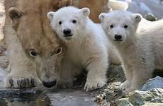 zoo enclosure cubs polar zoos mothers mica radek cora brno usatoday cincinnati midst ape