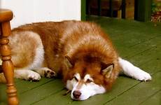 malamute alaskan dog red breed vs dane great breeds akita mydogbreeds comparison do live silver learn