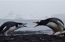gentoo chinstrap penguins antarctica