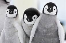 penguin emperor penguins hubert louis