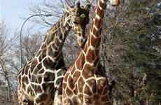 giraffes smell 1693 2540 dimensions