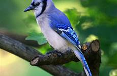 jay jays vogel geai ghiandaia blauer oiseau pajaro bluejay arrendajo pajaros oiseaux wallpapercave cristata cyanocitta waseca naturalista 1963 class aves