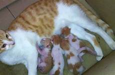 cat kittens feeding mother breast her