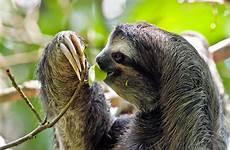rainforest sloth toed three animals amazon animal sloths pygmy brown forest creatures tropical mammals wildlife animales found species two rica