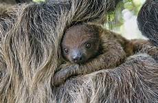 sloth toed two baby animals zoo diego san mother holds tight its sandiegozoo