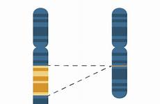 chromosome chromosomal abnormalities disorders deletion inversion disorder genetic mutation deletions duplication genetics ivf tau distortions parkinson