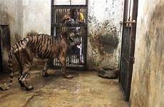 zoo surabaya death animal animals indonesia tiger cruelty close zoos overcrowding change bandung shut down neglect ausleisure conditions plagued shortages