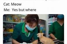 veterinarian veterinary relate
