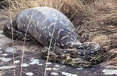 porcupine python dies its snake eating whole trying while puncture spikes tries insides quills african dead swallowing stabbed eat when